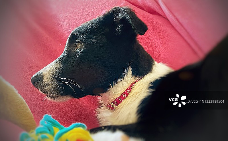 11周大的小狗肖像图片素材