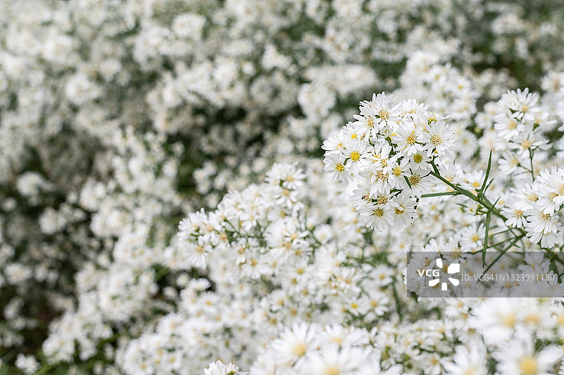 花园中盛开的美丽白色卡特花（或翠菊）图片素材