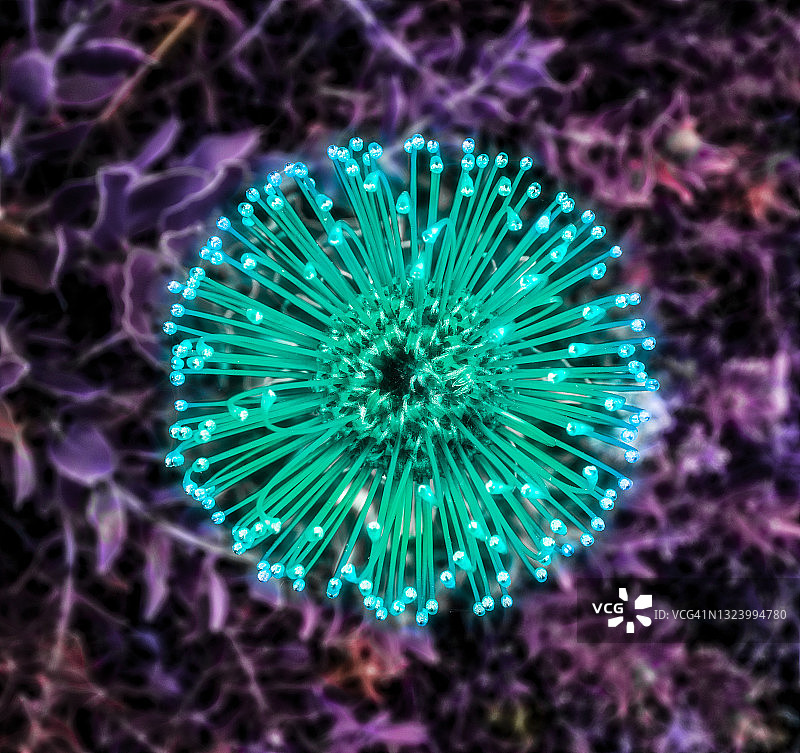 俯视发光 pincushion 花图片素材