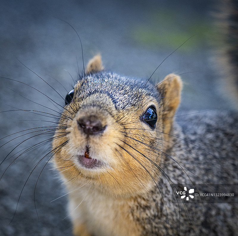 松鼠看着镜头图片素材