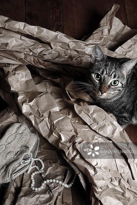 淘气的猫玩弄珠宝和包装纸图片素材