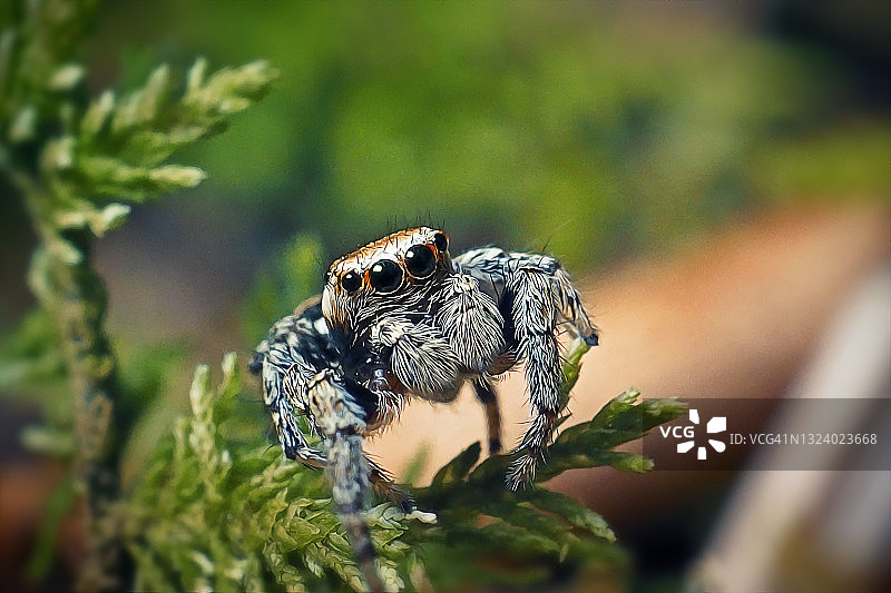 条纹蝇虎跳蛛图片素材
