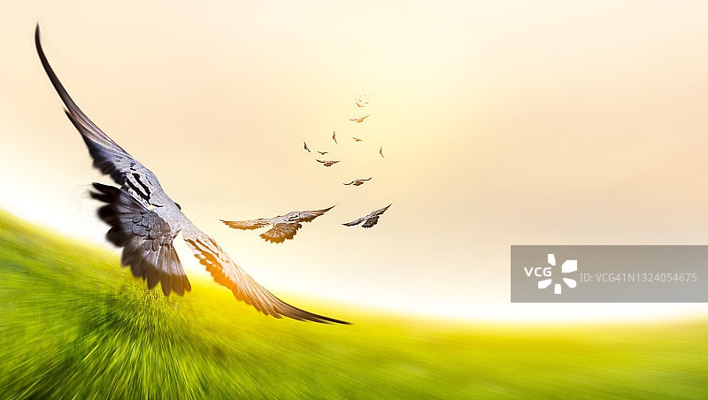 日落背景下的自由飞鸟，希望的概念图片素材