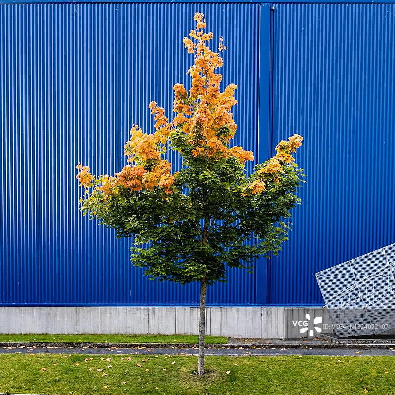 挪威特隆赫姆的秋树图片素材