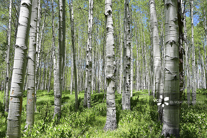 古老的白杨树林图片素材