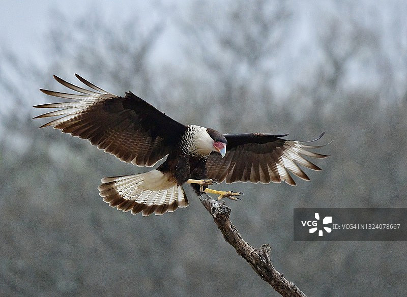 卡拉鹰降落图片素材