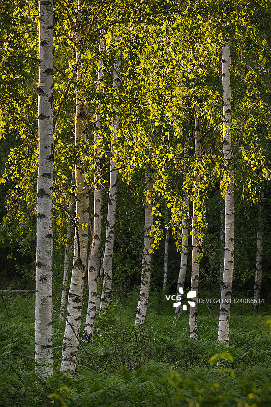 夏日傍晚光线下的白桦树图片素材