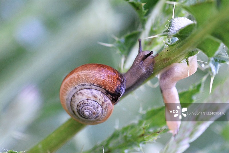 黎明时分在英格兰萨塞克斯郡蓟上觅食的蜗牛图片素材