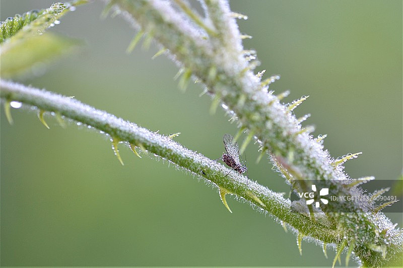 篱笆树叶上的带露昆虫图片素材