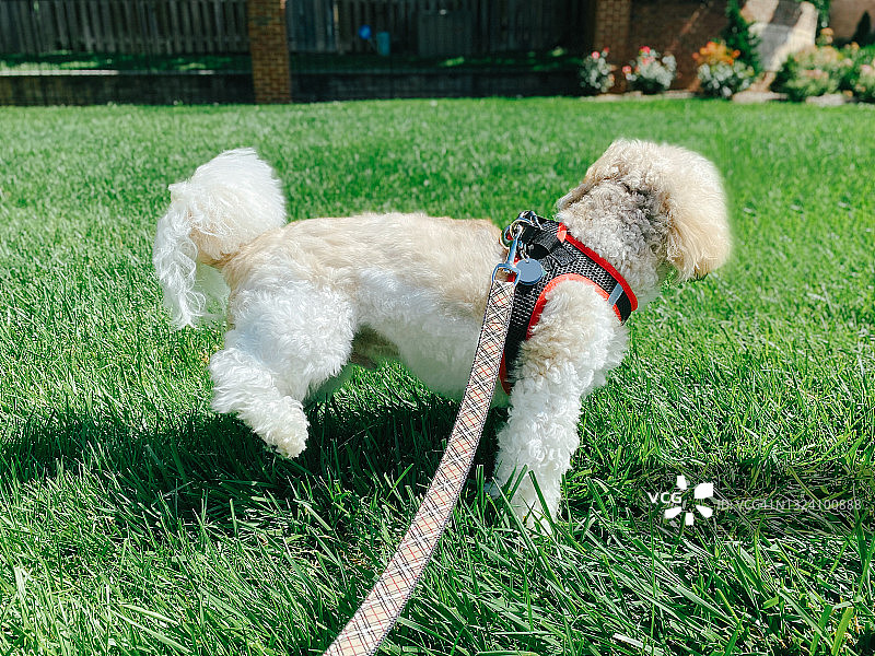 科顿·德·图莱尔犬抬腿在草地上小便图片素材