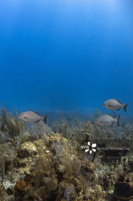 黄油鯥图片素材