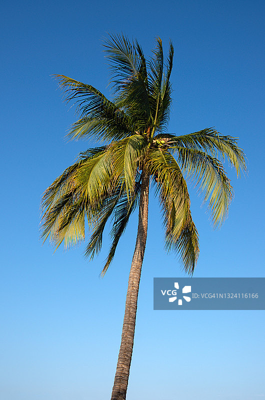 椰子树在晴朗的蓝天下随风摇曳图片素材