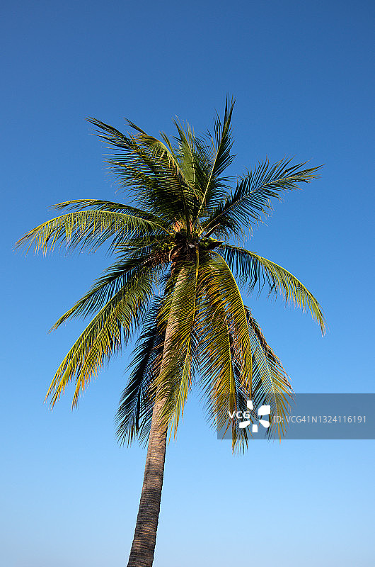 椰子树在晴朗的蓝天下随风摇曳图片素材