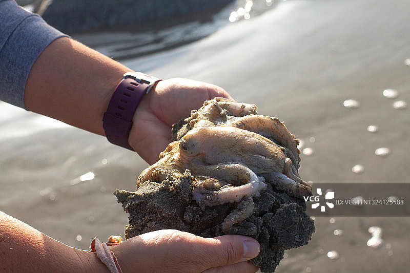 退潮时搁浅的幼年章鱼特写图片素材