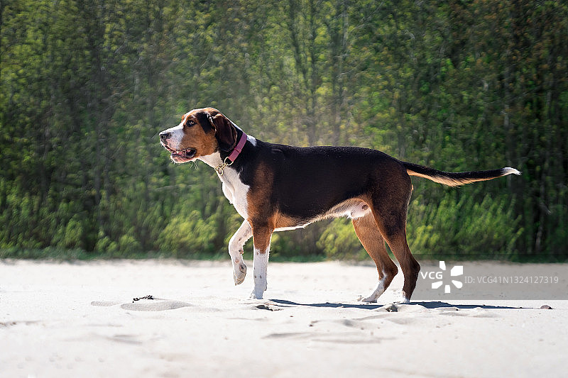 站在海滩上的猎犬图片素材