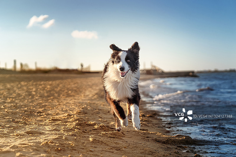 狗在海滩上奔跑图片素材