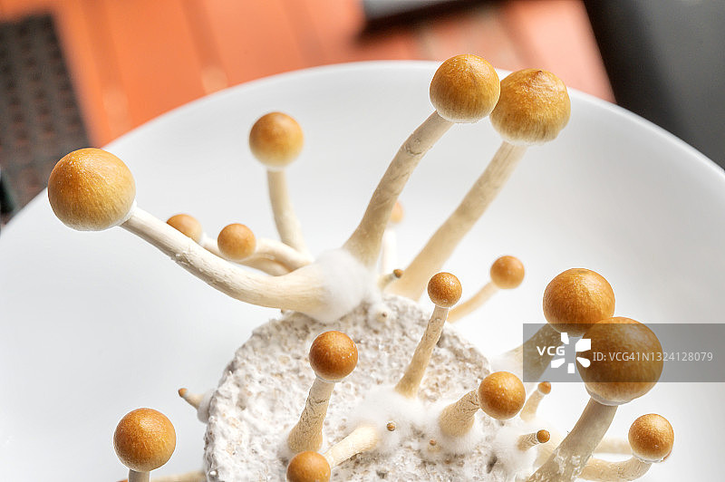 在家用培养箱中生长的迷幻蘑菇，俗称魔法蘑菇图片素材