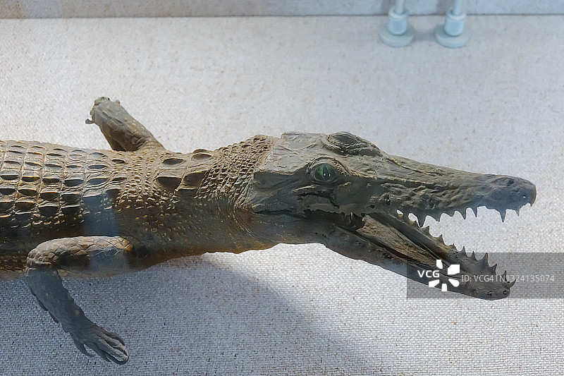 鳄鱼标本图片素材