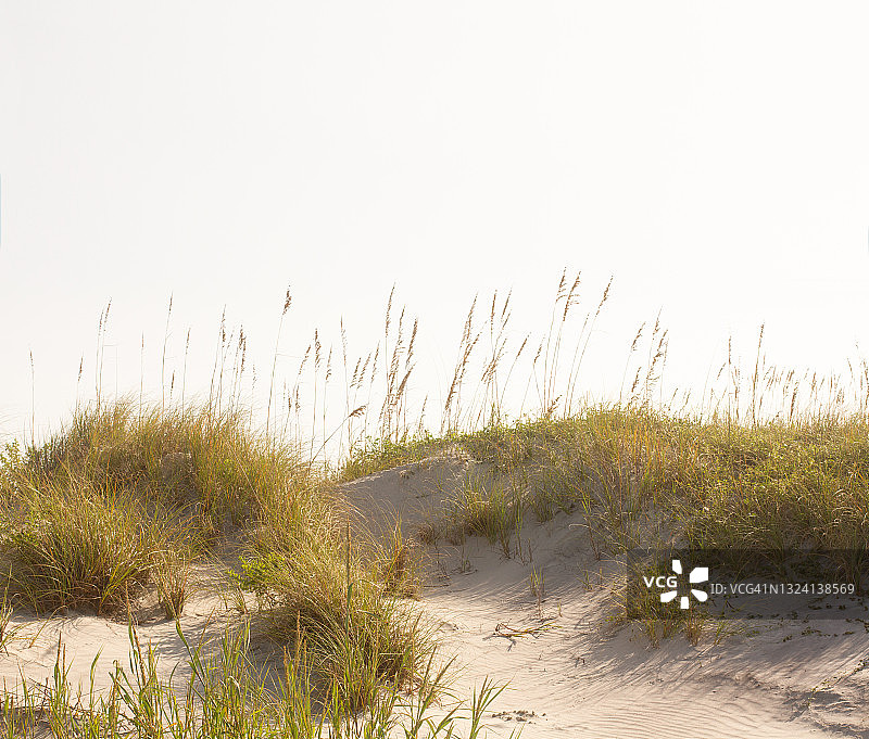 带有海滩草的海岸沙丘图片素材