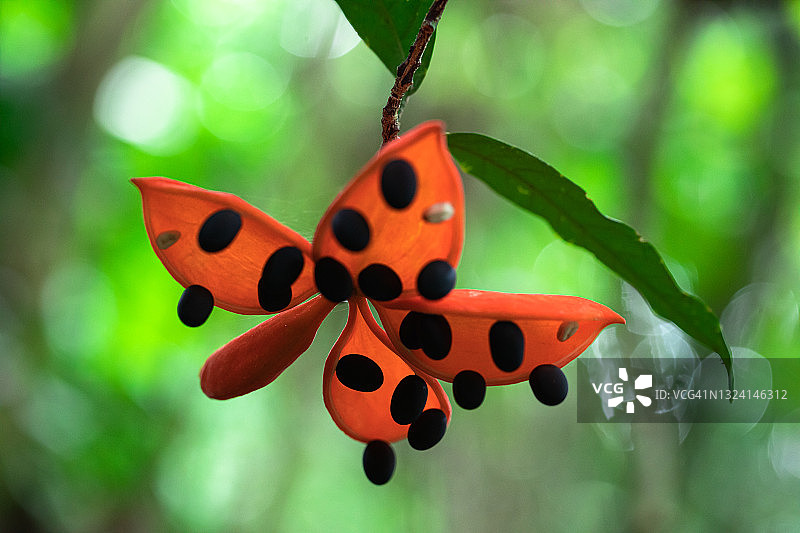 森林里的成熟锦葵果实图片素材