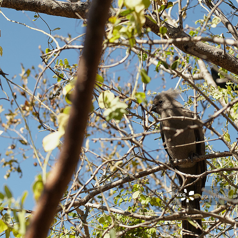 非洲灰蕉鹃图片素材