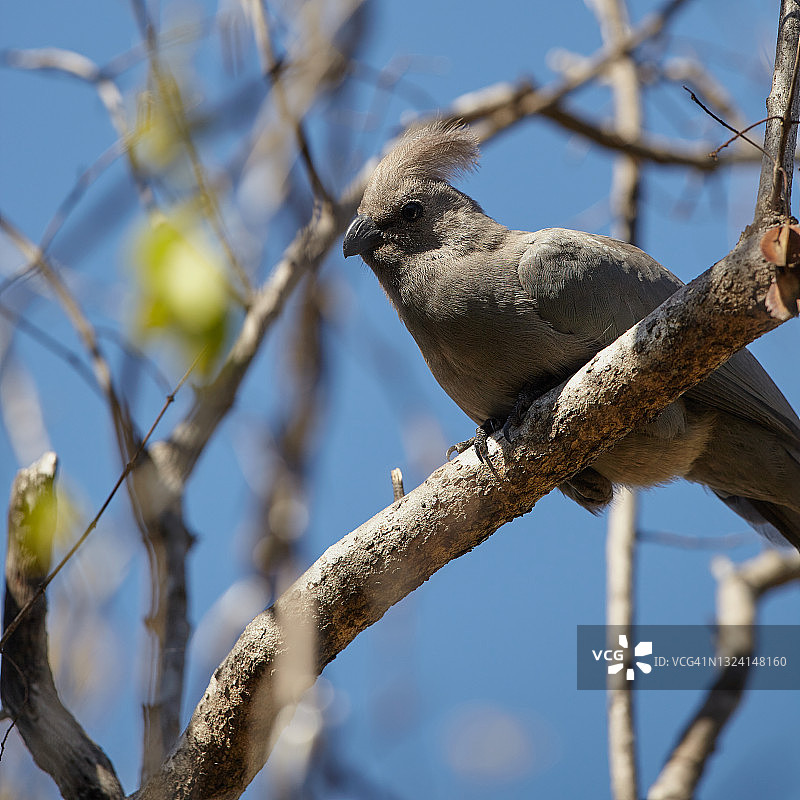 非洲灰蕉鹃图片素材