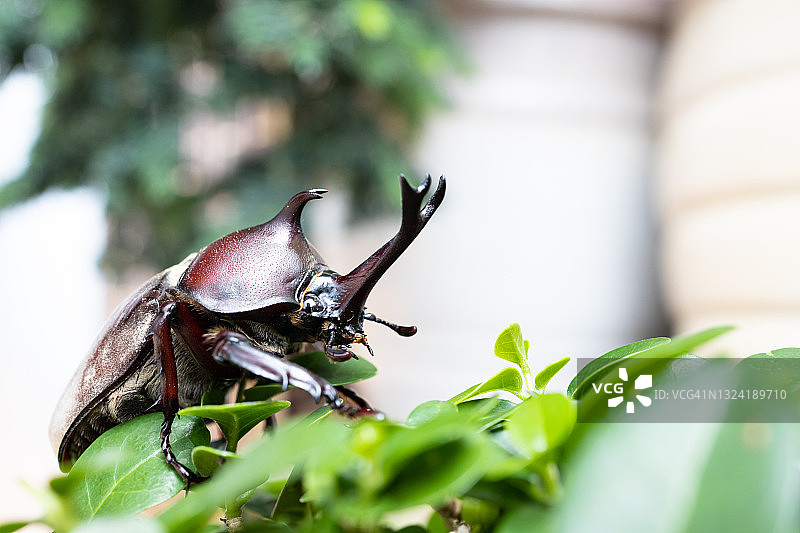 独角犀金龟，犀牛甲虫，角金龟图片素材