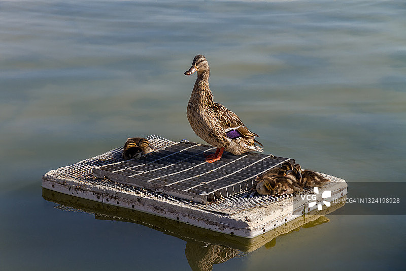 池塘里的鸭妈妈和小鸭图片素材