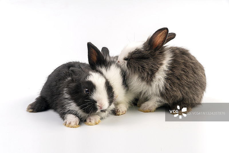 一群可爱的新生兔宝宝一起坐在孤立的白色背景上。复活节兔子概念。图片素材