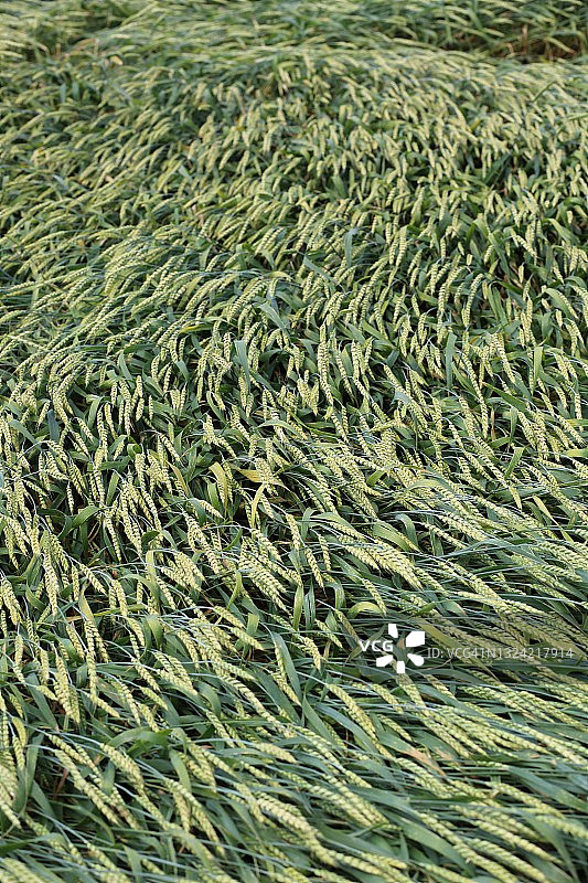 暴风雨后受损的小麦作物图片素材