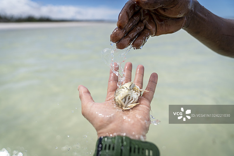 在海边发现的螃蟹，肯尼亚迪亚尼海滩图片素材