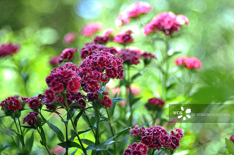 红色须苞石竹图片素材