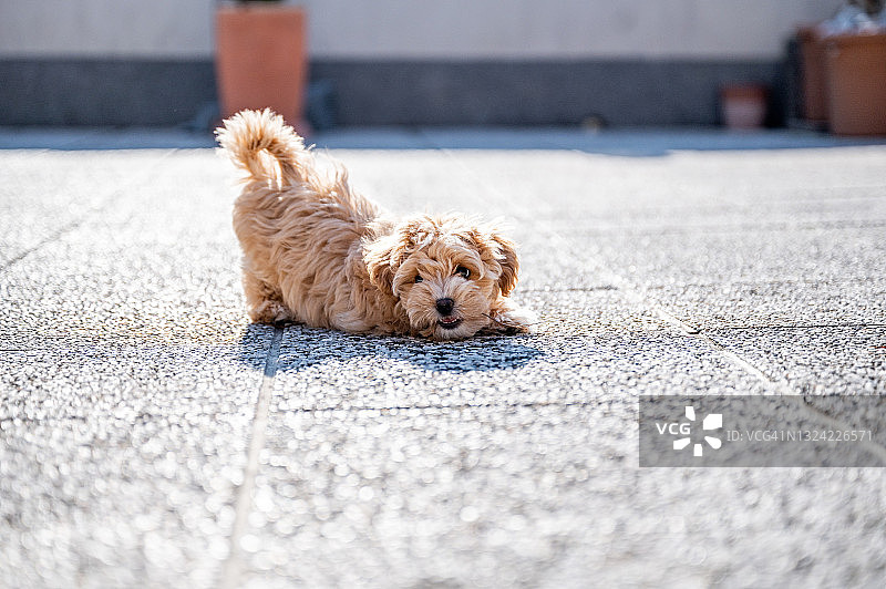 可爱的小玛尔济丝犬图片素材