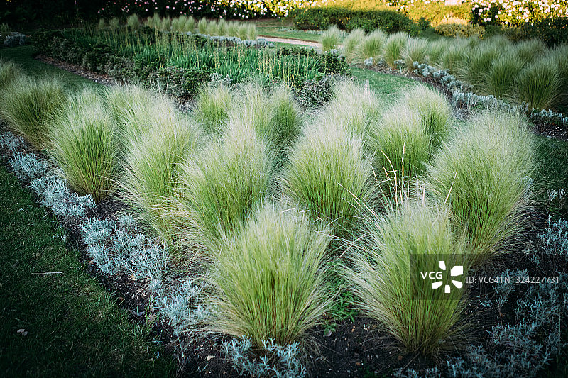 草原针茅图片素材