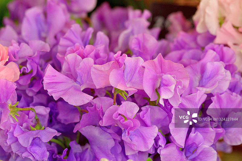 香豌豆花图片素材