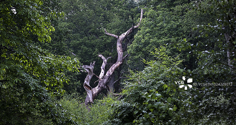茂密绿色森林中的枯树图片素材