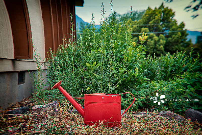 犹他州乡村杂草丛生的花园前的红色洒水壶图片素材