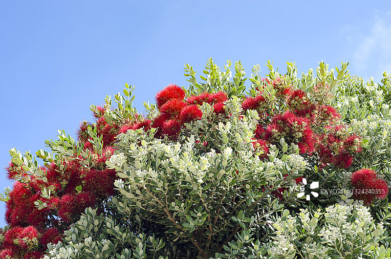 盛开的圣诞树（Metrosideros excelsa）图片素材