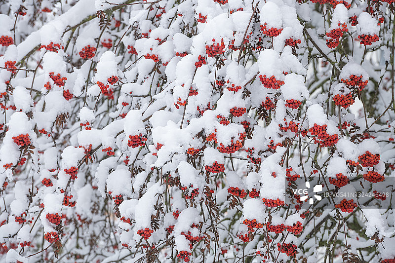 德国巴伐利亚 Franconia 山梨树雪景红果图片素材
