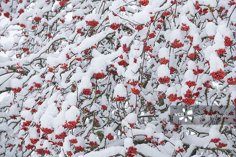 德国巴伐利亚 Franconia 山梨树雪景红果图片素材