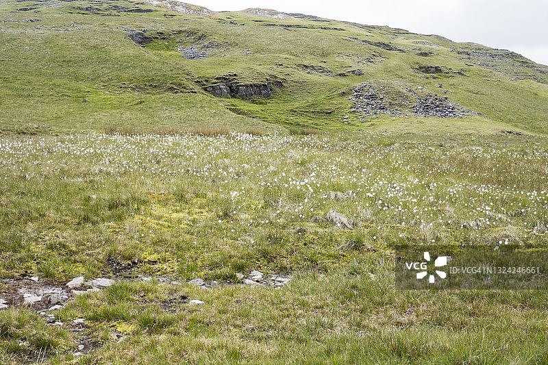 布雷肯比肯斯国家公园的棉花草图片素材