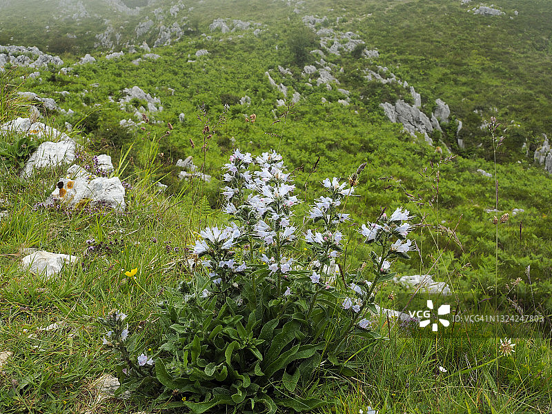 西班牙北部海岸盛开的蓝蓟（Echium vulgare L.）图片素材