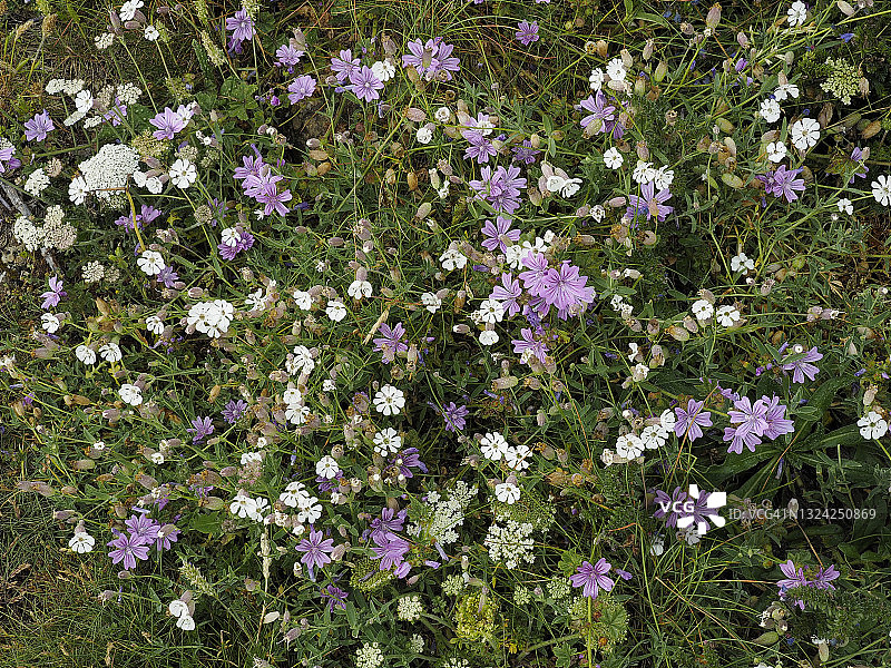 西班牙北部海岸的白屈菜和锦葵图片素材