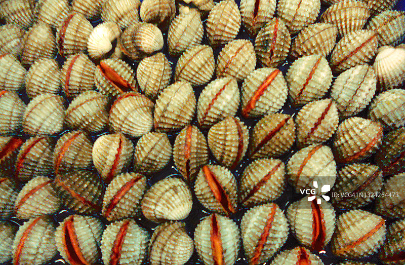 贝壳特写图片素材