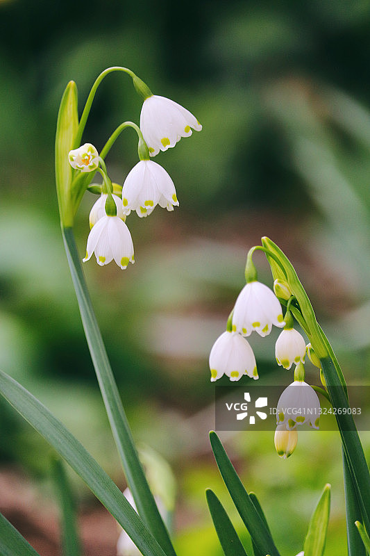 春日雪片莲，娇嫩花朵图片素材