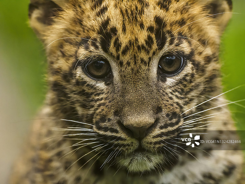 斯里兰卡豹幼崽的正面肖像，豹图片素材