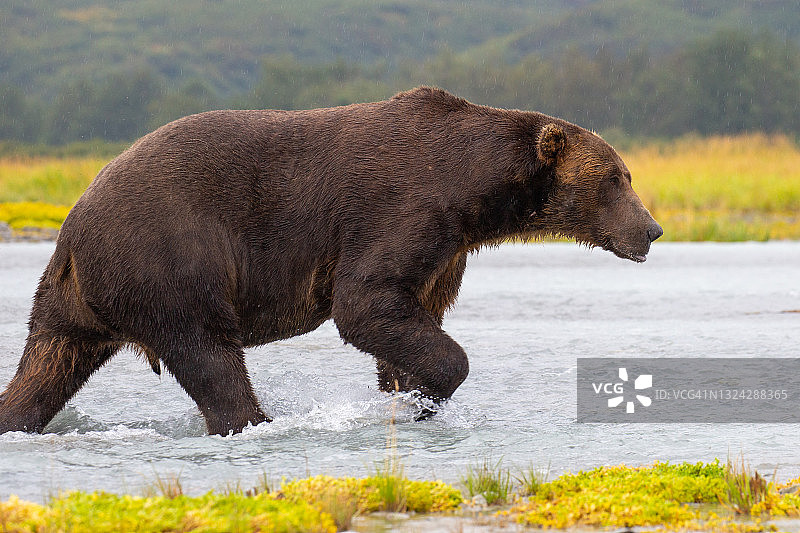 阿拉斯加的科迪亚克棕熊图片素材
