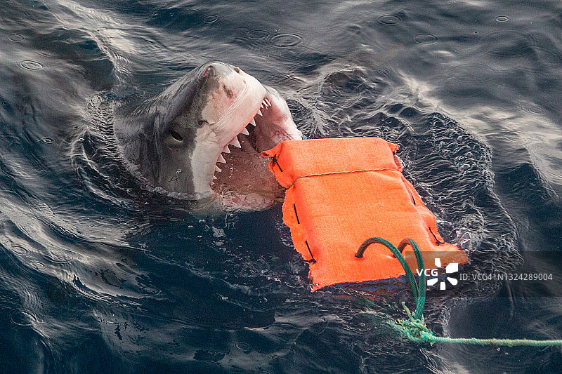 大白鲨咬合力测试板图片素材