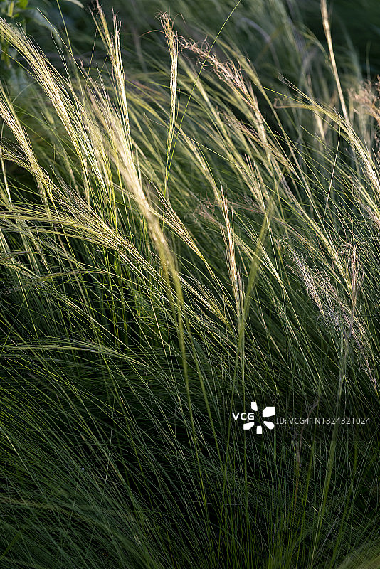 草地背景，留白区域，矛草图片素材