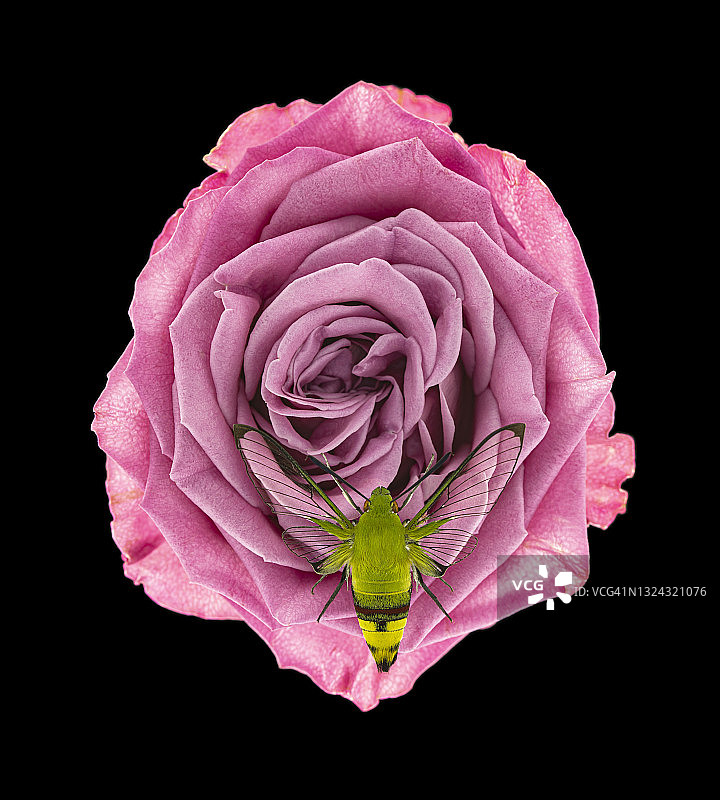 玫瑰花与天蛾图片素材